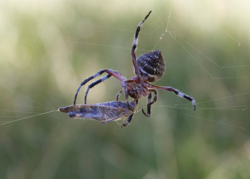 spider lunch.jpg